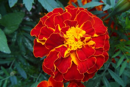 Plant orange flora