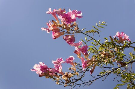 Bignonia pink flowering nature