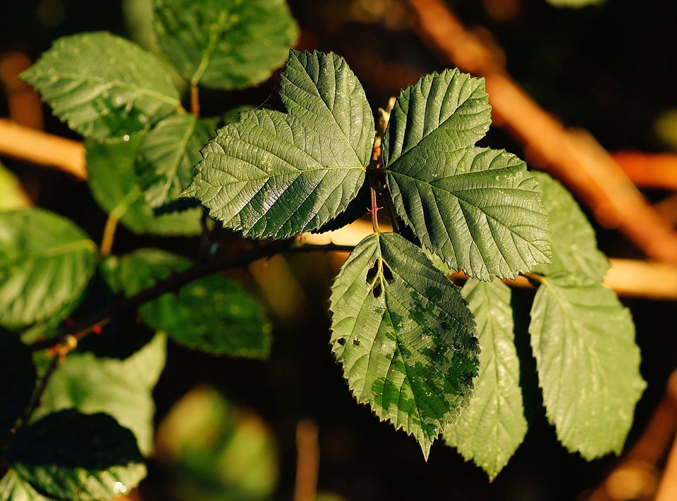 Green plant leaves