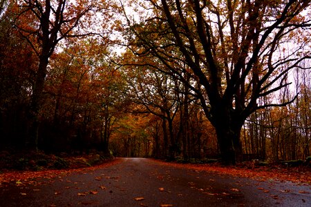 Galicia ourense color