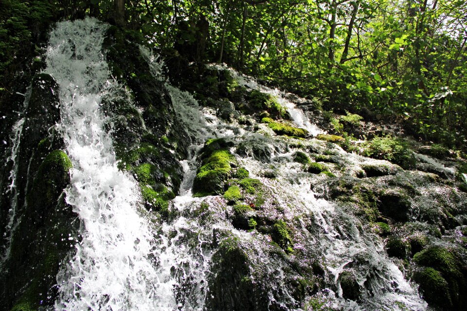Water green forest