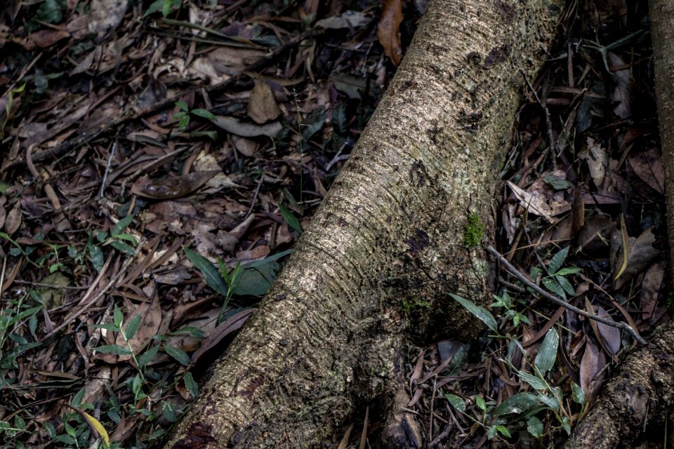 Tree wood the root of the tree