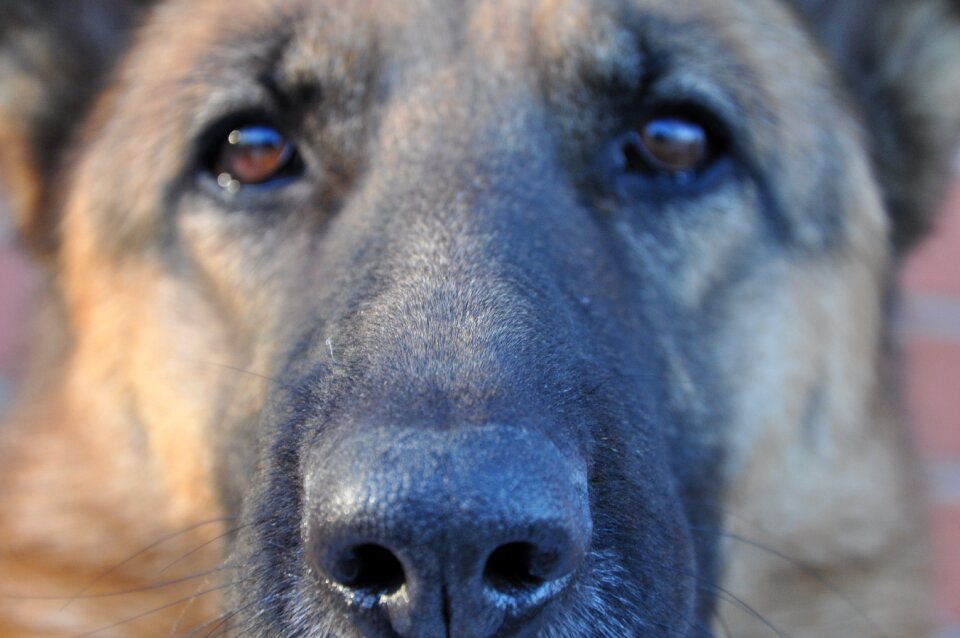 Eyes attention nose