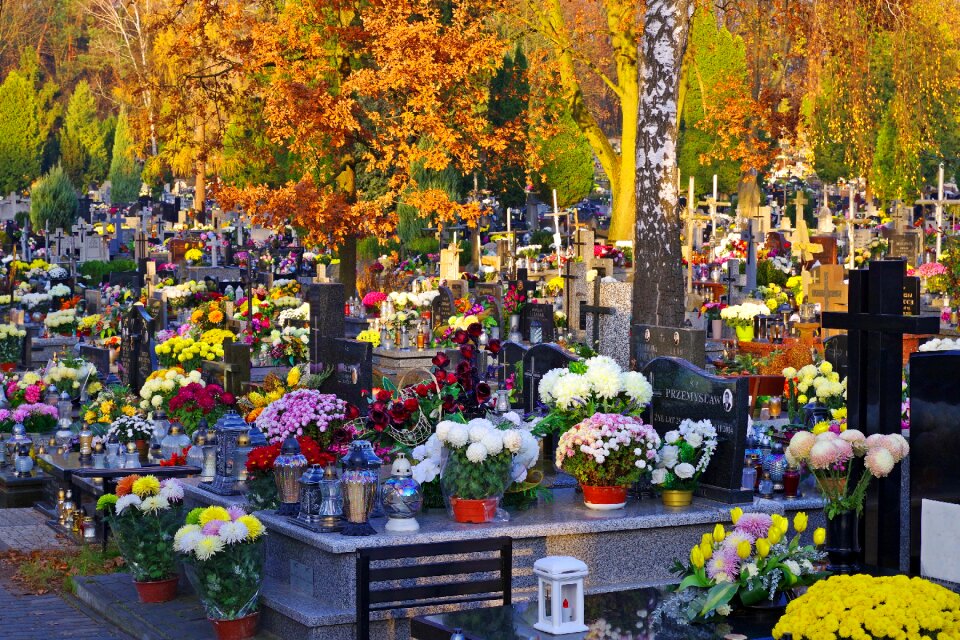 Graves all souls' day chrysanthemum