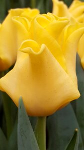 Yellow flower tulip