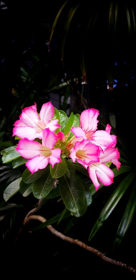 Flowers pink flowers the pink flowers