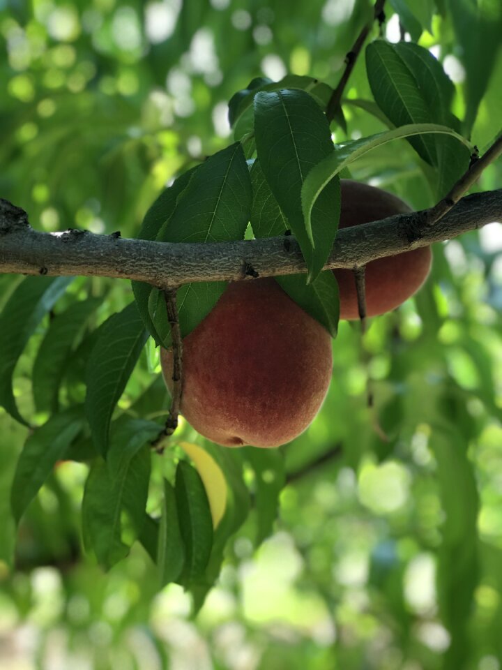 Fruit tree leaves summer