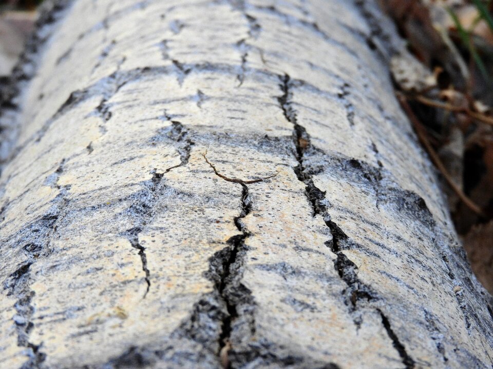Wood cracks crack