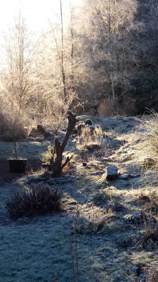 November frost garden