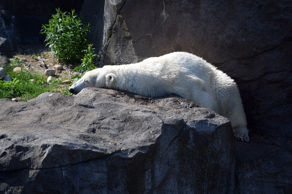 Polar bear predator mammal