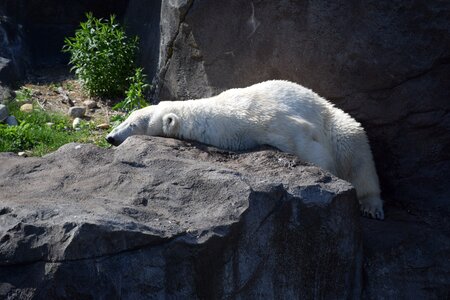 Polar bear predator mammal photo