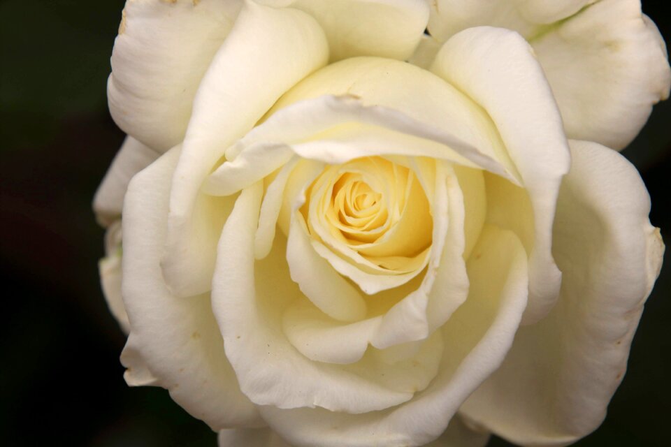 Rosa flower petal