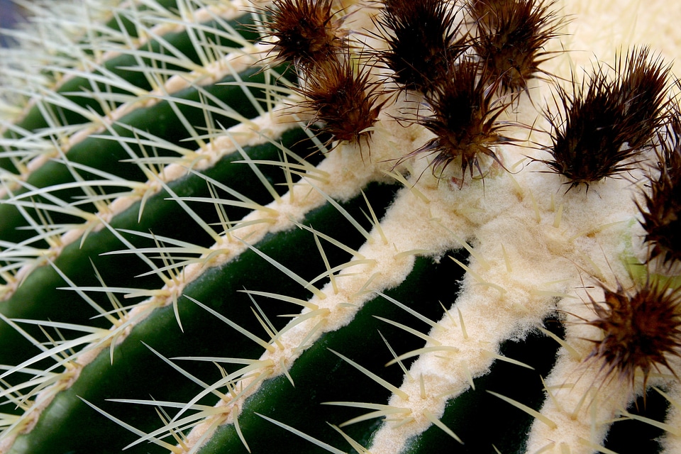 Thorns golden ball cactus cactus greenhouse