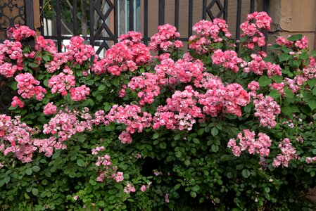 Flowers community gate