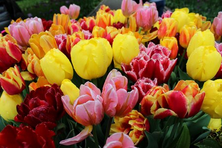 Park keukenhof tulips