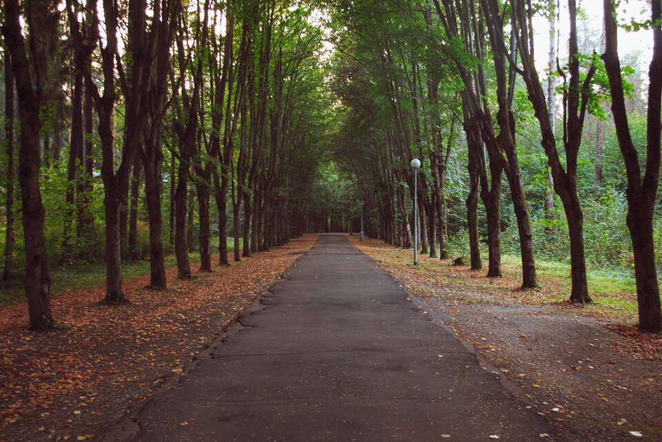 Leaves nature october