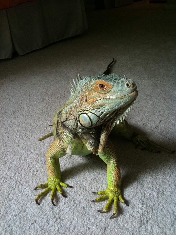 Green blue scales