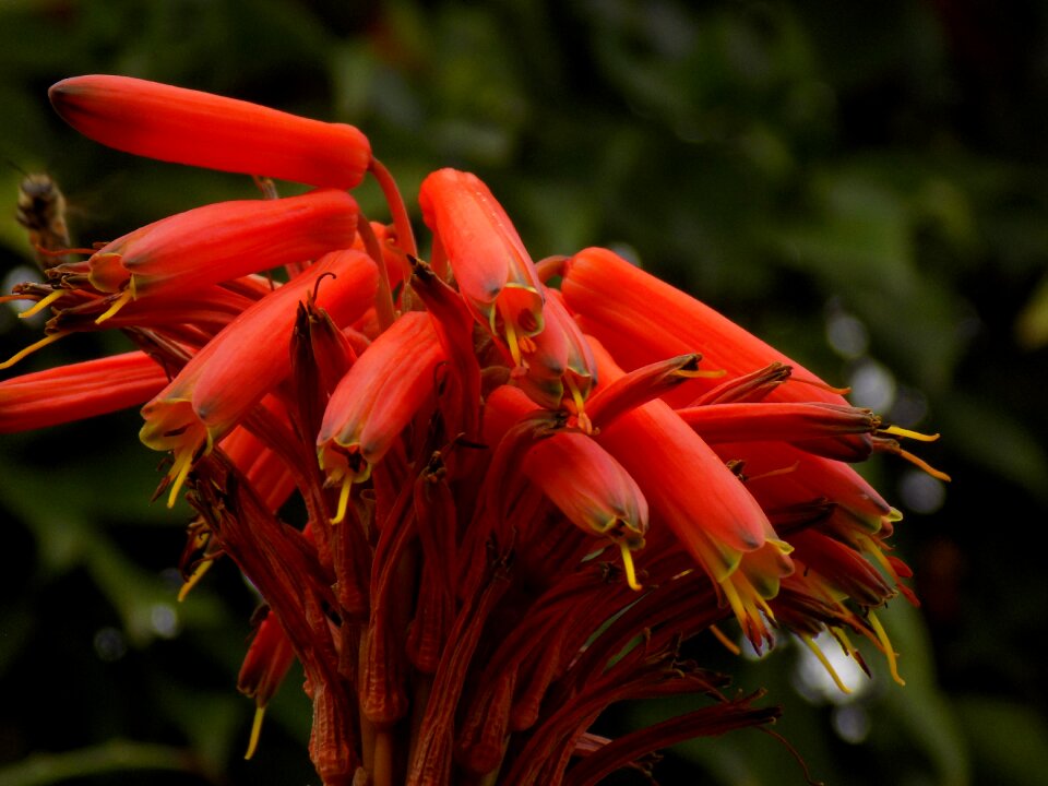 Blossom garden flora