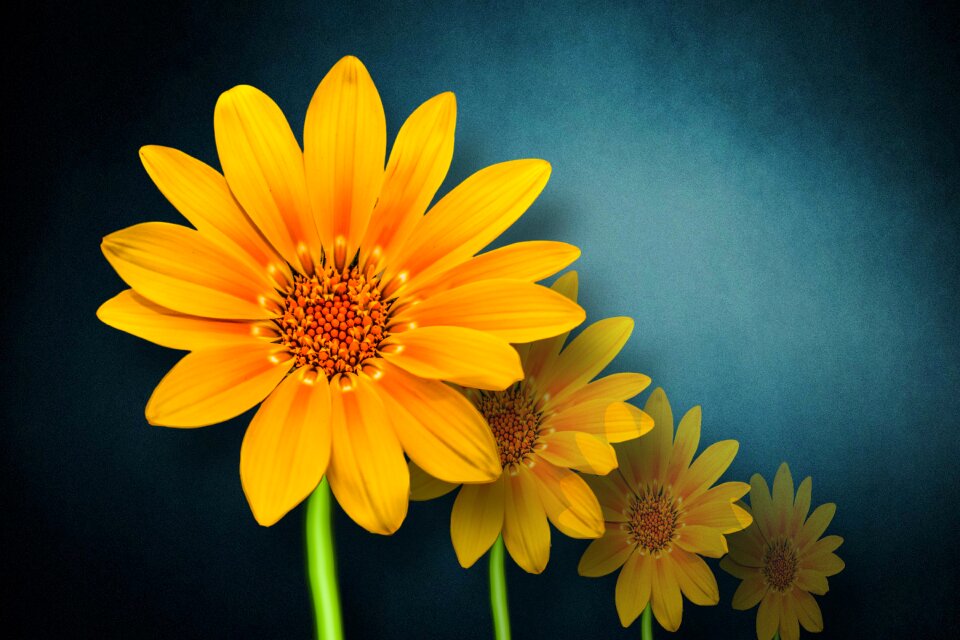 Beautiful flower spring beautiful