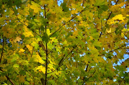 Yellow green season