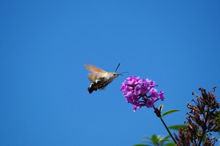 Owls dove tail nature photo