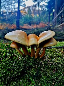 Wood mushrooms forest