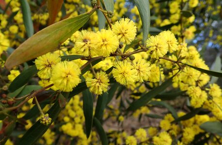 Australian acacia flora photo