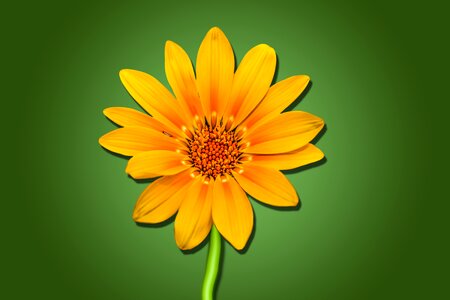 Beautiful flower spring beautiful