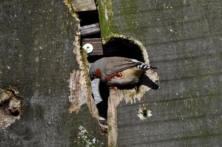 Plumage wing hiding place