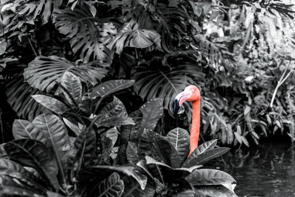Pink plants tropical