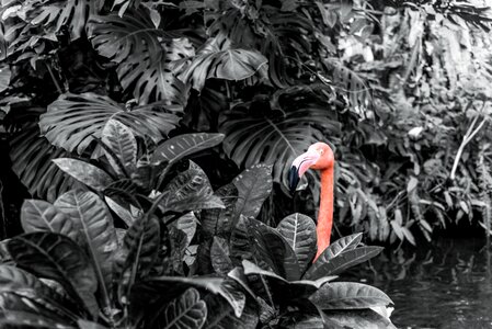 Pink plants tropical