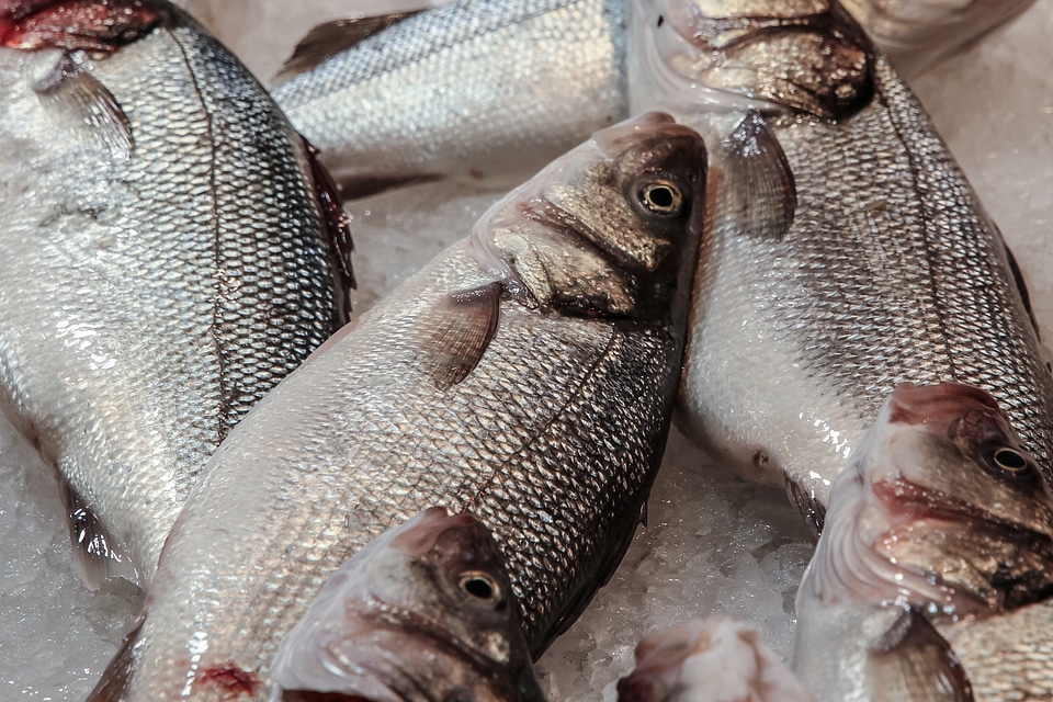 Fish seafood eating