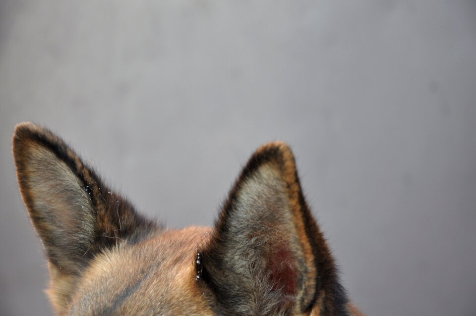 German shepherd attention fur