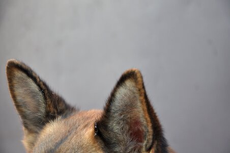 German shepherd attention fur