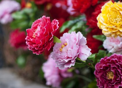 Paper flowers safflower