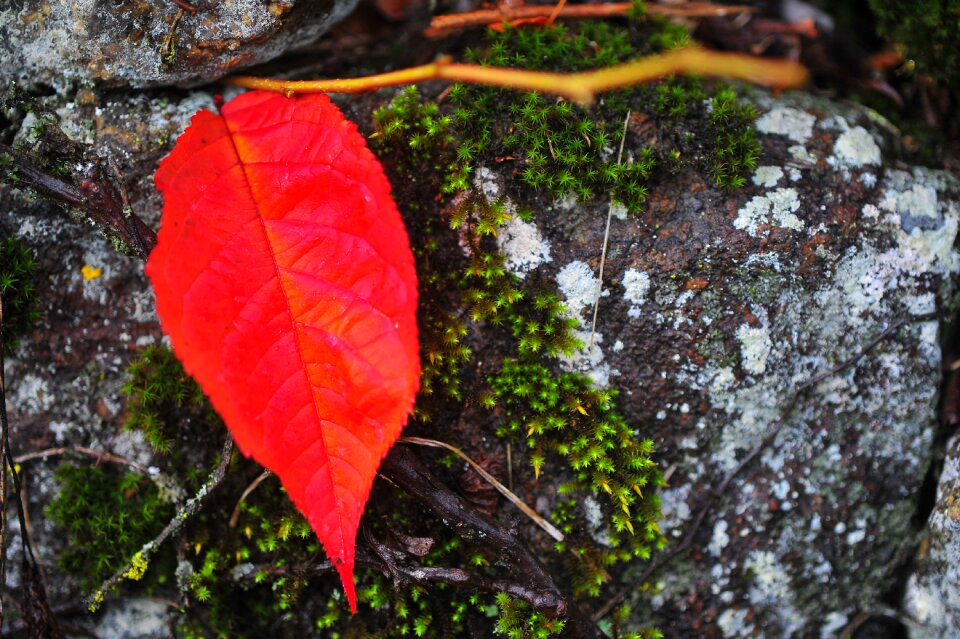 The leaves red autumn leaves