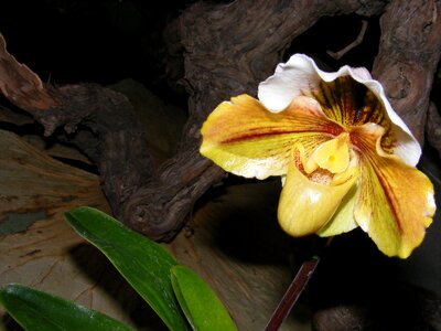 Flower bloom plant
