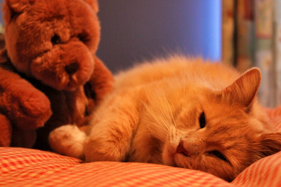 Pet animal domestic