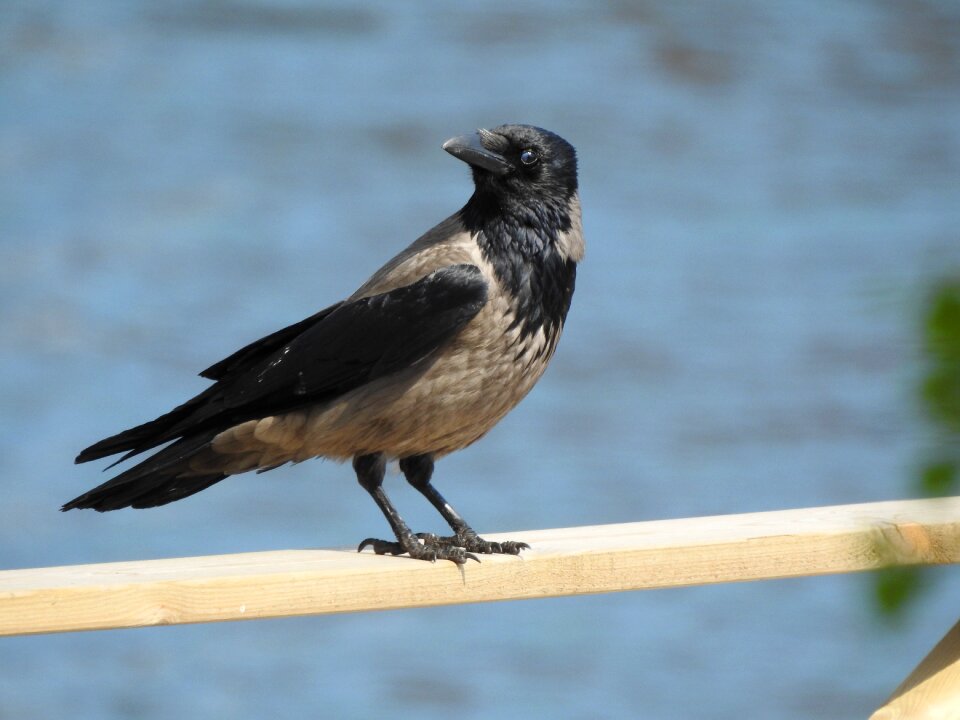 Summer animal life bird