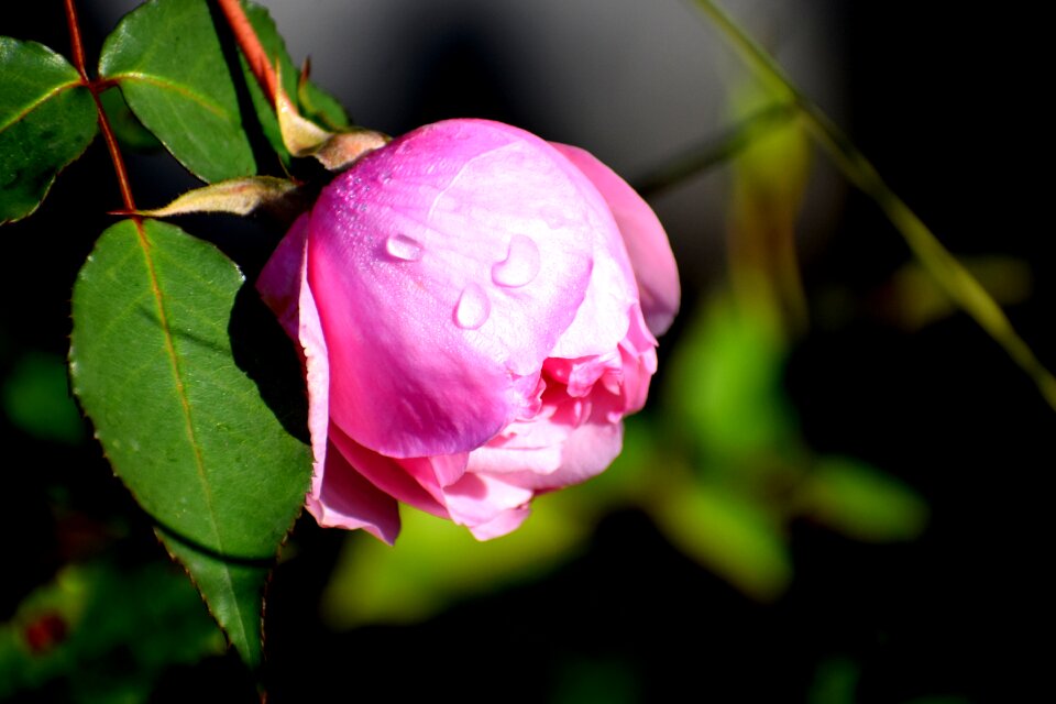 Nature love bloom