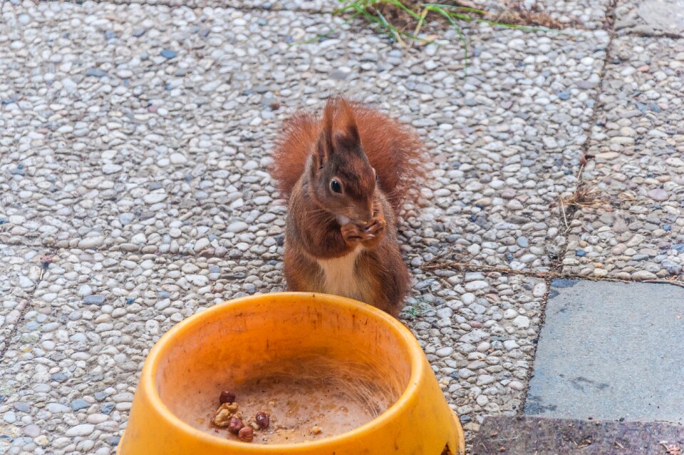 Rodent possierlich feed
