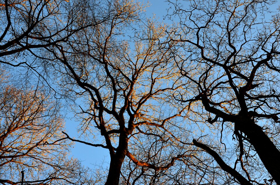 Branches sky forest