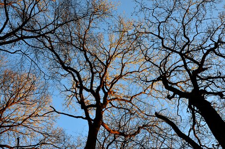 Branches sky forest