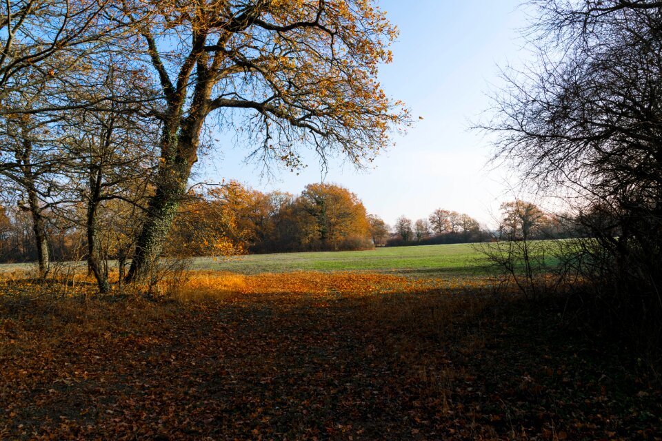 Landscape mood tree photo