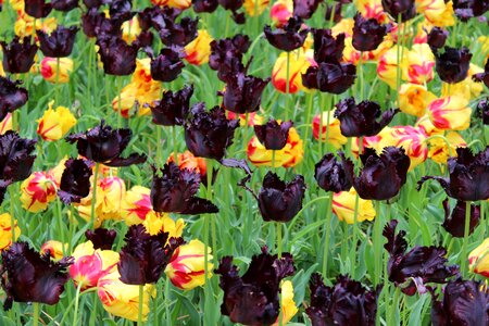 Keukenhof tulips colors photo