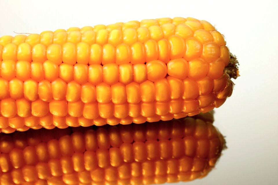 Harvest vegetables food
