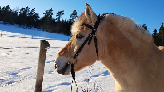 Winter bridle sunshine