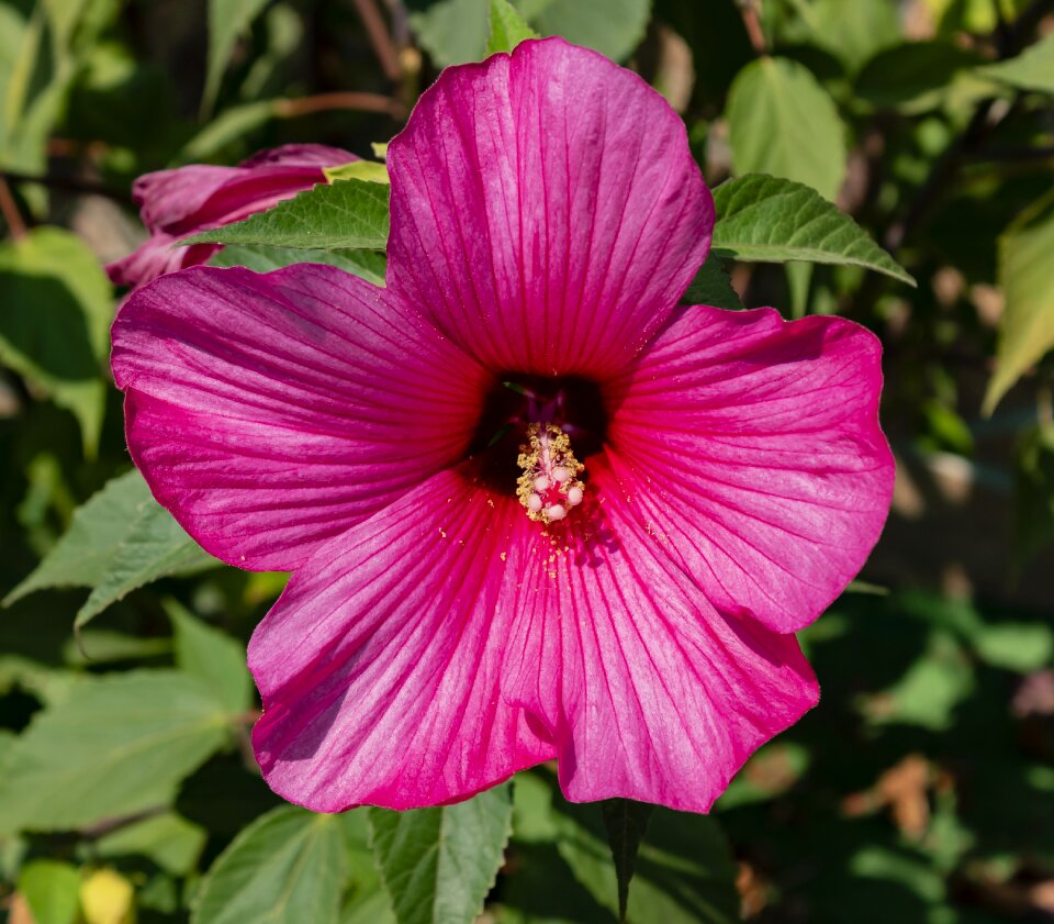 Floral garden plant