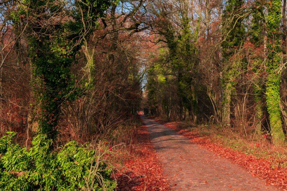 Path forest path trees photo