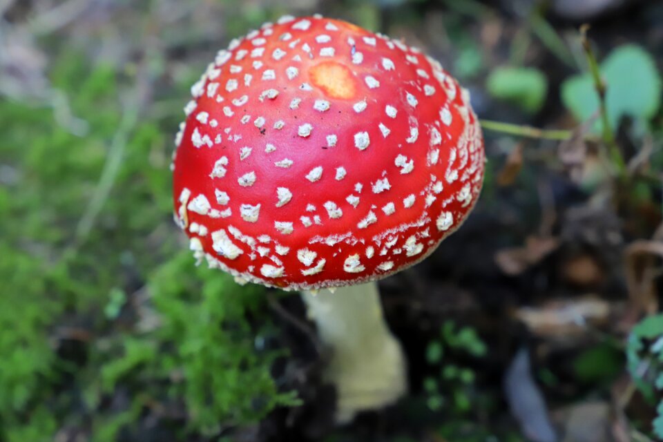 Nature toxic spotted